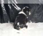 Small #6 Cavalier King Charles Spaniel