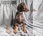 Small #3 Doberman Pinscher