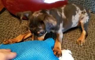 Harlequin Pinscher Puppy for sale in LINCOLN, KS, USA