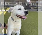 Small #1 American Pit Bull Terrier-Labrador Retriever Mix