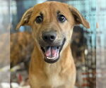Small #1 Labrador Retriever Mix