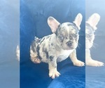 Small Photo #35 French Bulldog Puppy For Sale in BATON ROUGE, LA, USA