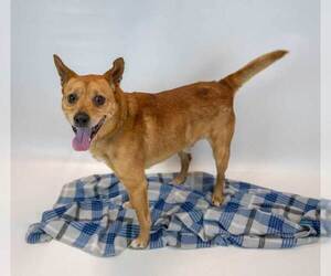 Conan - Male Unknown-pomeranian spitz Mix Dog for Adoption - Photo #6