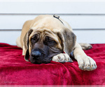 Small #4 Mastiff