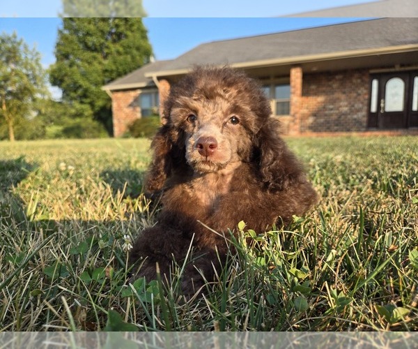 Medium Photo #1 Poodle (Toy) Puppy For Sale in CARLYLE, IL, USA
