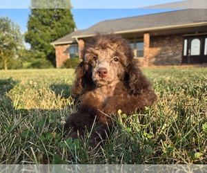 Poodle (Toy) Puppy for sale in CARLYLE, IL, USA