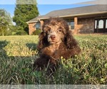 Image preview for Ad Listing. Nickname: Chocolate