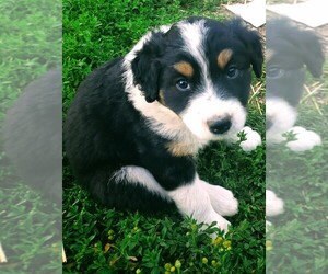 Border Collie-Cocker Spaniel Mix Puppy for sale in INCHELIUM, WA, USA