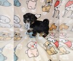 Image preview for Ad Listing. Nickname: Litter of 5