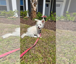 Bichon-A-Ranian Puppy for sale in MYRTLE BEACH, SC, USA