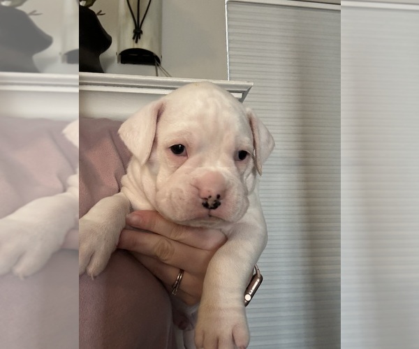Medium Photo #1 Boxer Puppy For Sale in ALTOONA, IA, USA