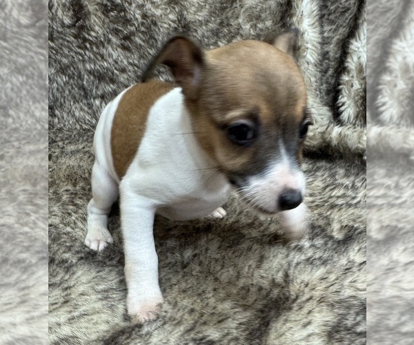 Medium Photo #5 Rat Terrier Puppy For Sale in WHITAKERS, NC, USA