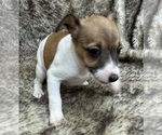 Small #4 Rat Terrier