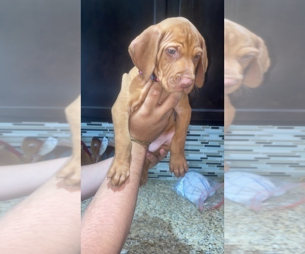 Medium Photo #9 Vizsla Puppy For Sale in SAN ANTONIO, TX, USA