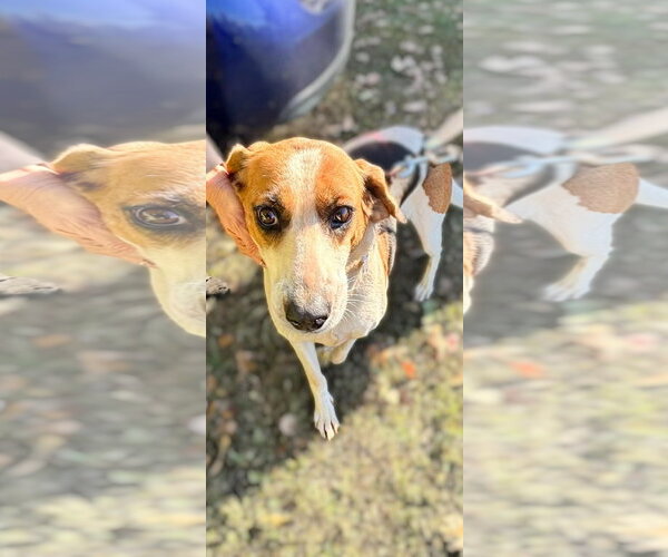 Medium Photo #1 Mutt Puppy For Sale in Rustburg, VA, USA