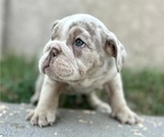 Small Photo #9 English Bulldog Puppy For Sale in BEAVERTON, OR, USA