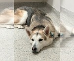 Small Photo #2 Siberian Husky Puppy For Sale in Carrollton, TX, USA