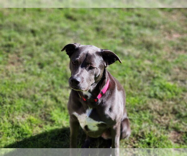 Medium Photo #14 Blue Lacy-Unknown Mix Puppy For Sale in Rosenberg, TX, USA