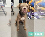Small #3 Weimaraner Mix