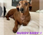 Small #1 Dachshund Mix
