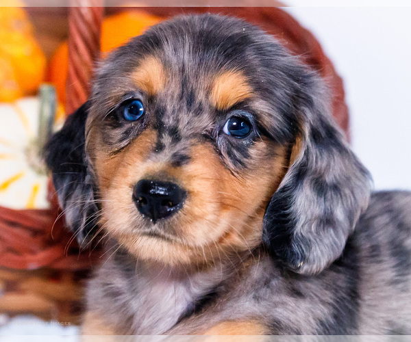 Medium Photo #2 Dachshund Puppy For Sale in WAKARUSA, IN, USA