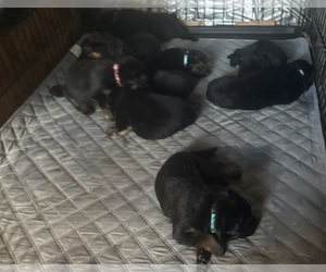 German Shepherd Dog Puppy for sale in SUMPTER TWP, MI, USA