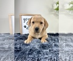 Small #2 Labradoodle