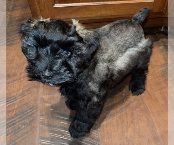 Medium Photo #4 Schnauzer (Miniature) Puppy For Sale in PFLUGERVILLE, TX, USA