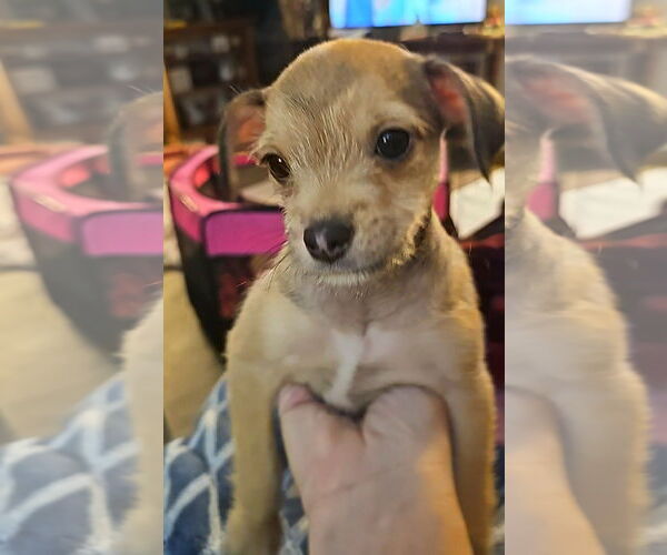 Medium Photo #1 Chihuahua Puppy For Sale in Arlington, WA, USA