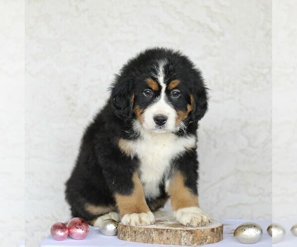 Medium Photo #4 Bernese Mountain Dog Puppy For Sale in ATGLEN, PA, USA
