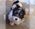 Small Photo #6 Biewer Terrier Puppy For Sale in CONKLIN, NY, USA