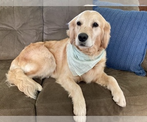 Golden Retriever Puppy for sale in COLVILLE, WA, USA