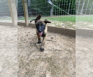 Belgian Malinois Puppy for sale in LANDRUM, SC, USA