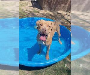 Medium American Pit Bull Terrier Mix