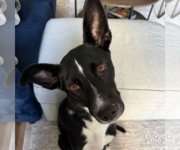 Medium Photo #3 Borador Puppy For Sale in Washington, DC, USA