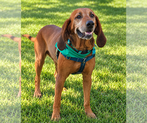 Ole Red - Male Redbone Coonhound-Unknown Mix Dog for Adoption