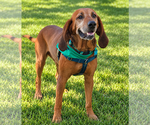 Ole Red - Male Redbone Coonhound-Unknown Mix Dog for Adoption - Small photo