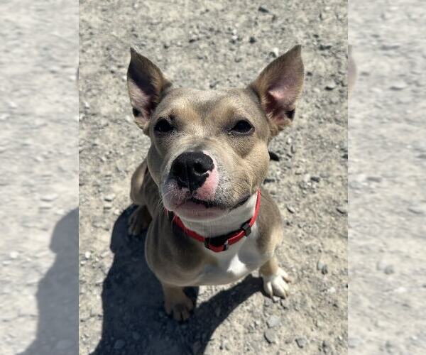 Medium Photo #4 American Pit Bull Terrier Puppy For Sale in Evansville, IN, USA
