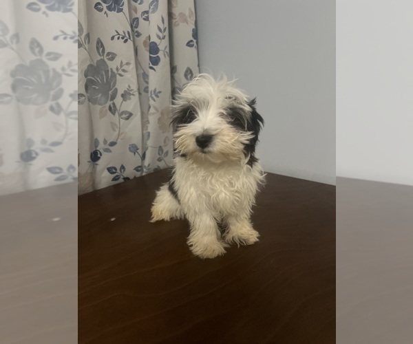 Medium Photo #4 Havanese Puppy For Sale in DURHAM, CT, USA