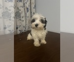 Small #3 Havanese