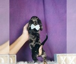 Small Photo #6 Dachshund Puppy For Sale in WARSAW, IN, USA