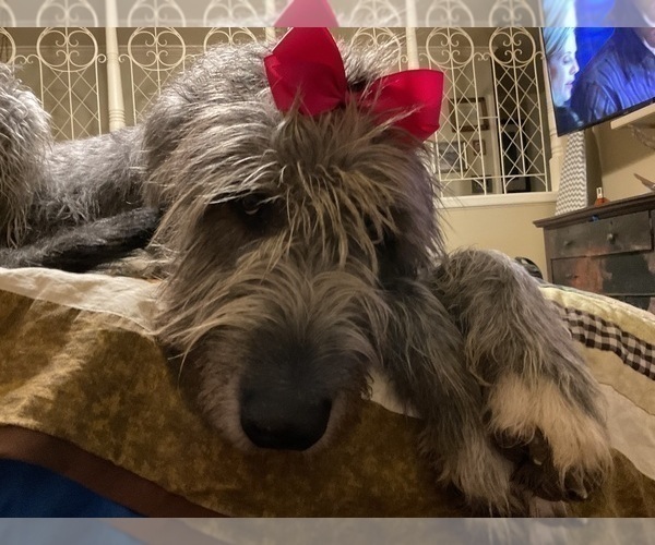 Medium Photo #1 Irish Wolfhound Puppy For Sale in BERESFORD, SD, USA