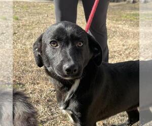 Labrador Retriever-Unknown Mix Dogs for adoption in Yardley, PA, USA