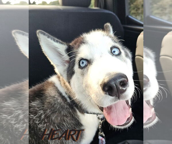 Medium Photo #3 Siberian Husky Puppy For Sale in Severn, MD, USA