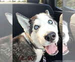 Small #2 Siberian Husky