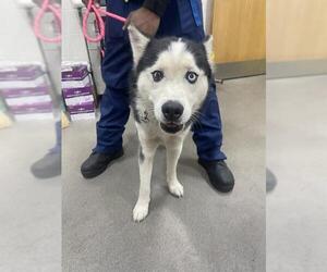 Siberian Husky Dogs for adoption in Forestville, MD, USA