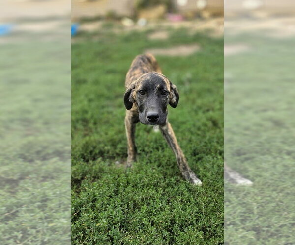 Medium Photo #3 Boxer-Unknown Mix Puppy For Sale in Aurora, IN, USA