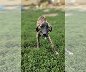 Beloved Babes : Braham - Male Boxer-Great Pyrenees Mix Dog for Adoption - Photo #3