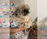 Small Photo #12 Shih Tzu Puppy For Sale in LEBANON, OR, USA