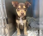 Small #1 Mutt